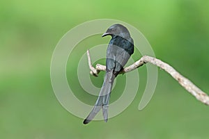 Black Drongo