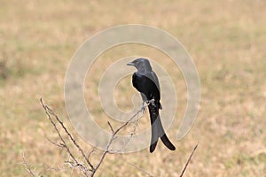 Black Drongo