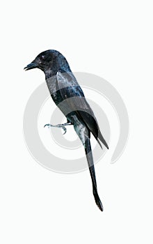 Black drongo