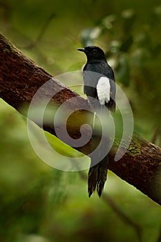 The black drongo is a Asian passerine bird of the drongo family. It is a common resident breeder in much of tropical southern Asia