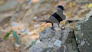 Black drongo beautiful bird in forest