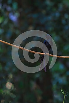 Black drongo beautiful bird in forest