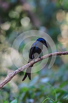 Black drongo beautiful bird in forest