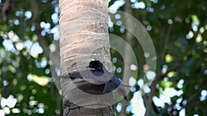 Black Drongo Bird Dicrurus Macrocercus Eating Insects on Tree