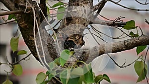 Black Drongo bird feeding her chicks in a tree, a testament to the nurturing nature of these birds