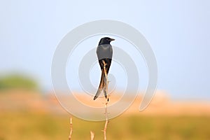 Black Drongo bird found in India