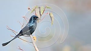 Black drongo bird natural nature wallpaper