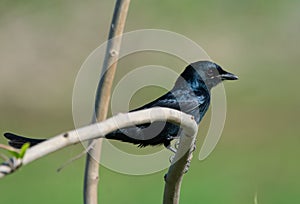 Black Drongo Bird perching on the Shrub Branch