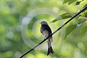A Black Drongo bird Sitting on a wire
