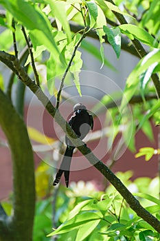 Black Drongo Bird on a tree