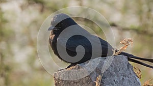 Black Drongo Closeup on a Pillar