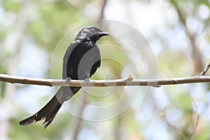 Black drongo date with nature