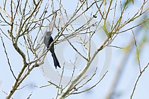 Black Drongo (Dicrurus macrocercus).