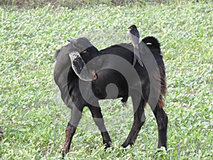 Black Drongo Dicrurus macrocercus