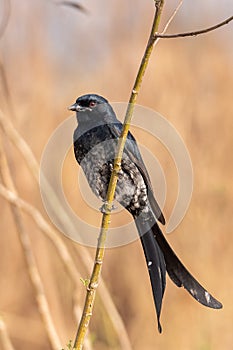 Black drongo Dicrurus macrocercus