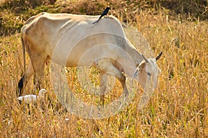 Black drongo or Dicrurus macrocercus bird on the cow