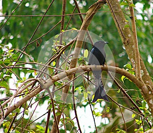 Black Drongo - Dicrurus Macrocercus - Bird sitting on a Branch of a Tree in Forest