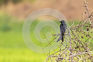 Black Drongo Dicrurus macrocercus on the branch.