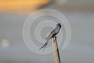 Black Drongo Dicrurus macrocercus Isolated Bird perching on the Stick