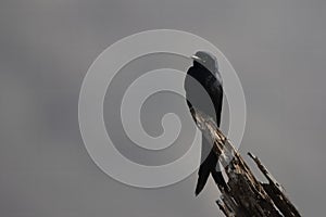 Black drongo or Dicrurus macrocercus observed in Jhalana in Rajasthan, India