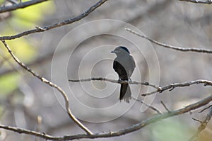 Black Drongo Dicrurus macrocercus perching on the leafless tree branch in the forest