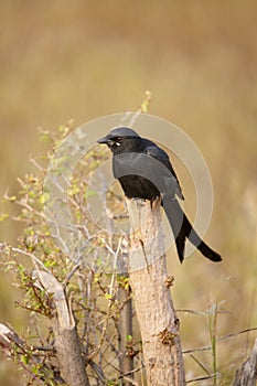 Black drongo, Dicrurus macrocercus at Satara, Maharashtra