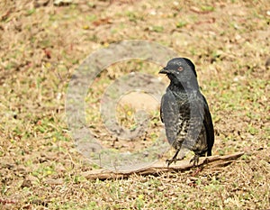 Black Drongo Dicrurus macrocercus spotted in Pench National Park, India