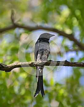 Black Drongo Dicrurus macrocercus Sub adult Bird