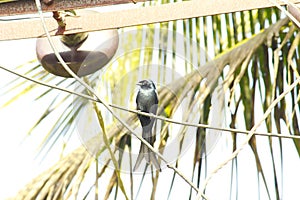 A black drongo on an electrical wire beside a tree. Splitted tail looks very attractive and charming on this pretty bird