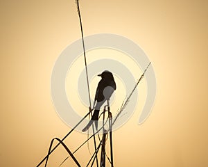 Black Drongo and Evening