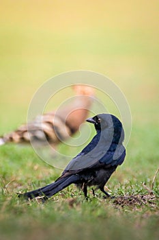 Black drongo feeding with the hoopoes