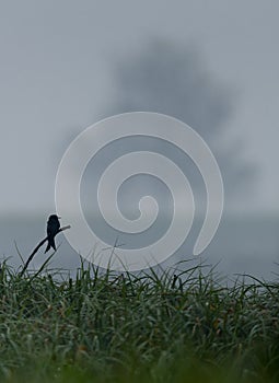 Black drongo- misty background