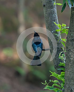 Black drongo perched in forest