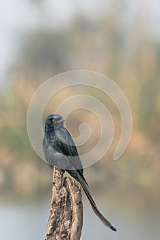 Black Drongo perched on wooden stock