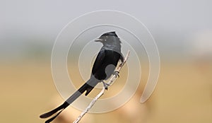 Black drongo sitting on a branch