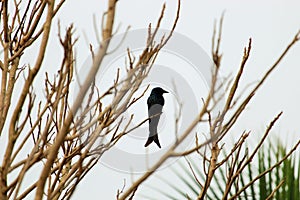 Black Drongo sitting on a tree