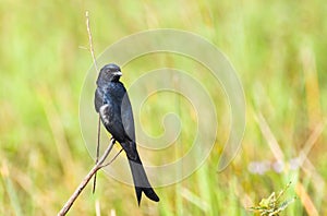 Black drongo is sitting on tree branches against green backdrop