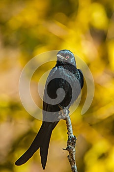 Black Drongo sitting on a twig