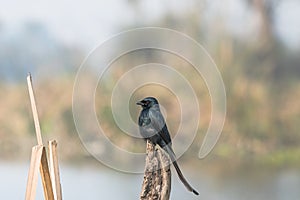 Black Drongo sitting on a wodden stock