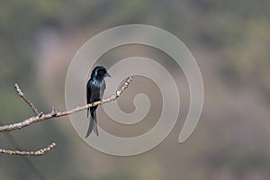 Black Drongo on tree, Dicrurus macrocercus, Uttarakhand,