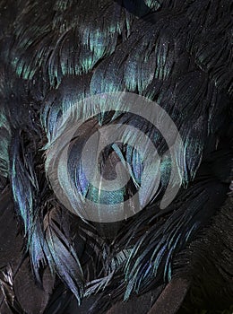 Black duck feathers with purple, green and blue iridescence. photo