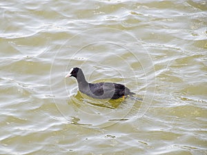 A black duck floating in a pond