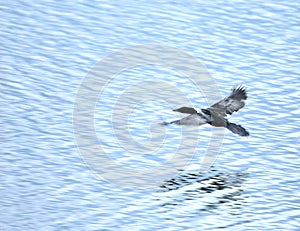 Negro pato volador 