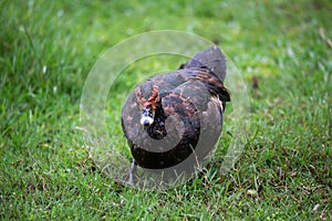 A black duck with a red head in Madagascar