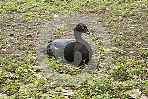 Black duck sitting in the land