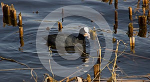 Black duck with a white head