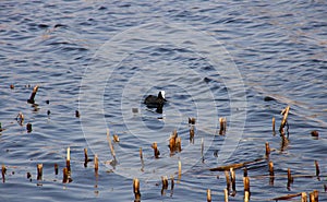 Black duck with a white head