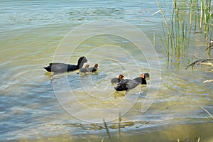 Black ducks and ducklings family in water lake summer time