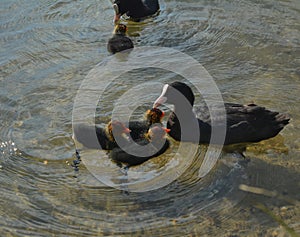 Black ducks and ducklings family in water lake summer time