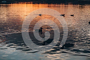 Black ducks family swimming in water of sunset lake with ripples